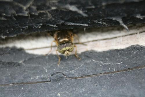 Réf. 194 695 : Eristalinus aeneus