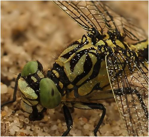 Onychogomphus forcipatus