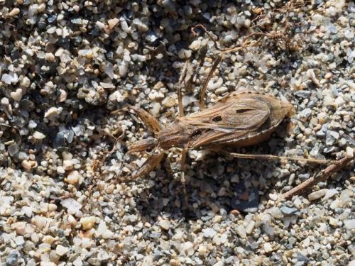 Réf. 194 299 : Oncocephalus pilicornis