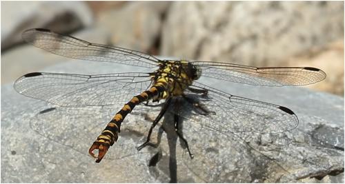 Réf. 194 908 : Onychogomphus forcipatus