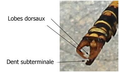 Onychogomphus forcipatus