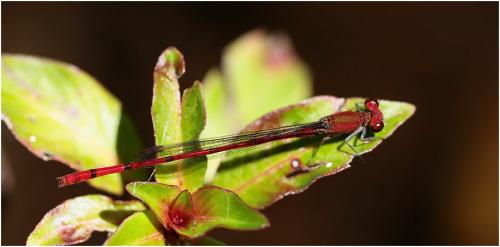 Réf. 194 747 : Oxyagrion pavidum