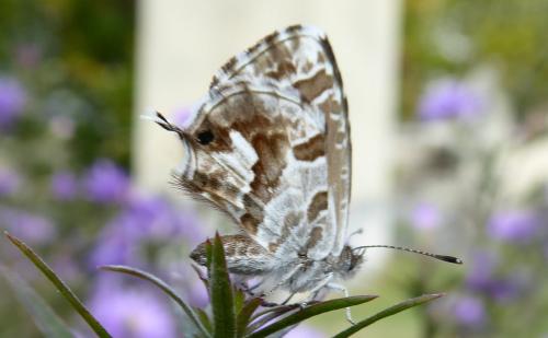 Réf. 194 266 : Cacyreus marshalli