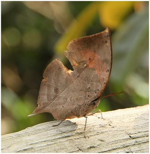 Kallimoides sp.