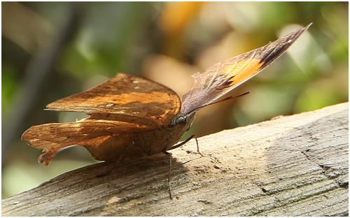 Réf. 194 955 : Kallimoides sp.