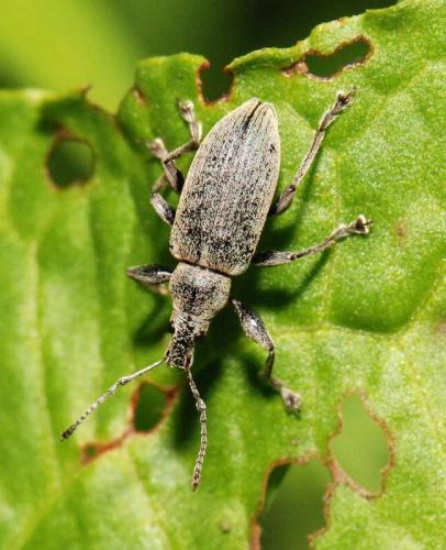 Réf. 194 931 : Phyllobius pomaceus