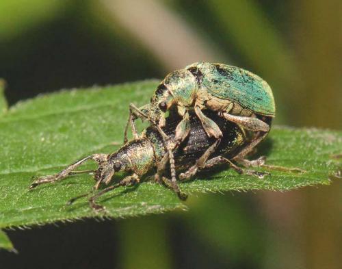Réf. 194 932 : Phyllobius pomaceus
