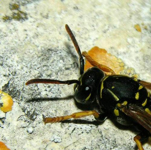 Réf. 194 946 : Polistes biglumis