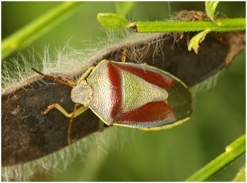 Réf. 194 988 : Piezodorus lituratus
