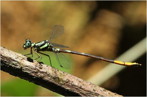 Réf. 194 755 : Rhinagrion mima