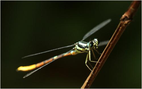 Rhinagrion mima