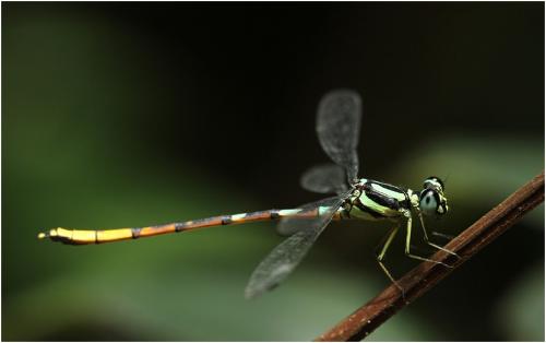 Rhinagrion mima