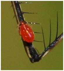 Réf. 194 965 : Leptus killingtoni