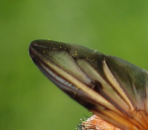 Ectophasia crassipennis