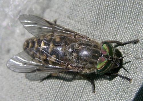 Tabanus quatuornotatus