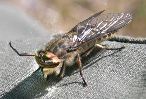 Tabanus quatuornotatus