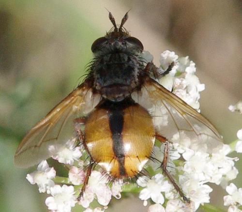 Réf. 194 294 : Tachina sp.