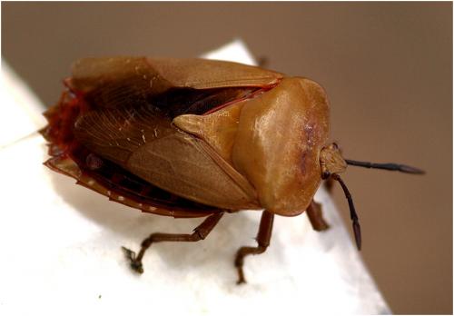 Tessaratoma sp.