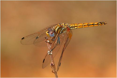 Réf. 194 650 : Trithemis kirbyi