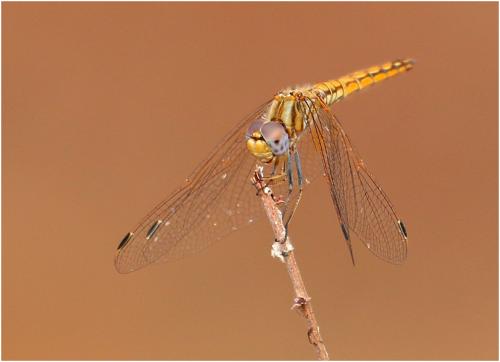 Réf. 194 651 : Trithemis kirbyi