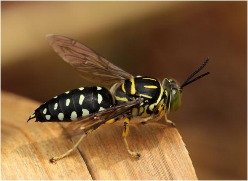 Stictia sp.