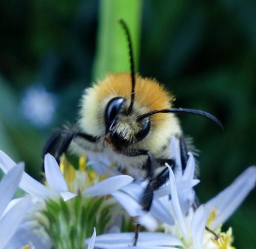 Réf. 194 005 : Bombus pascuorum
