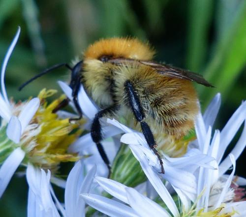 Bombus pascuorum