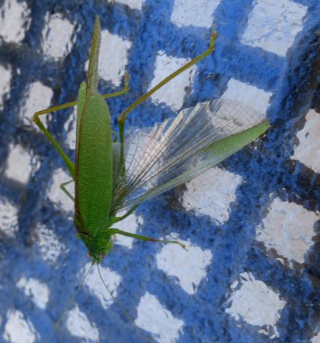 Phaneroptera nana