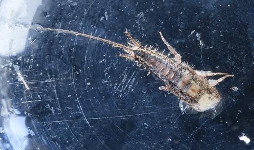 Ctenolepisma lineata