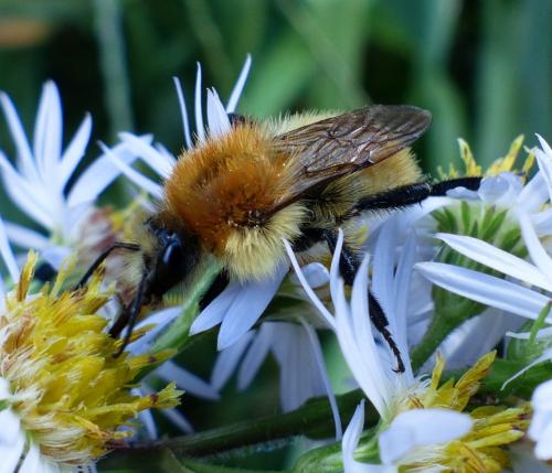 Réf. 194 007 : Bombus pascuorum