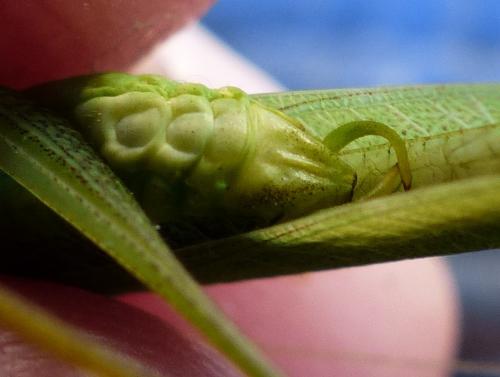 Phaneroptera nana