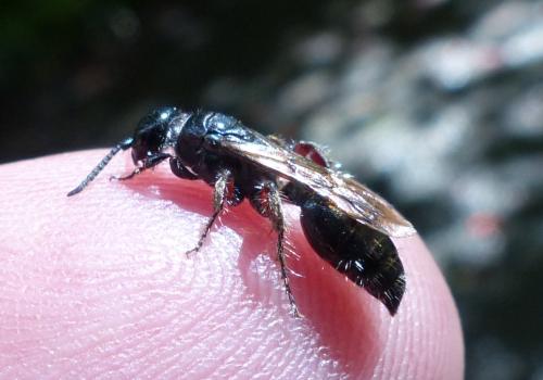 Tiphia femorata