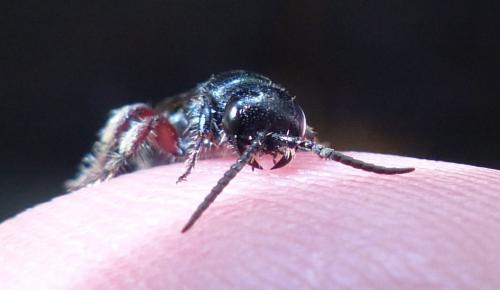 Tiphia femorata