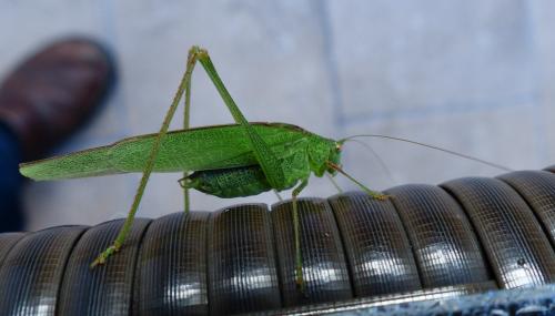 Phaneroptera nana