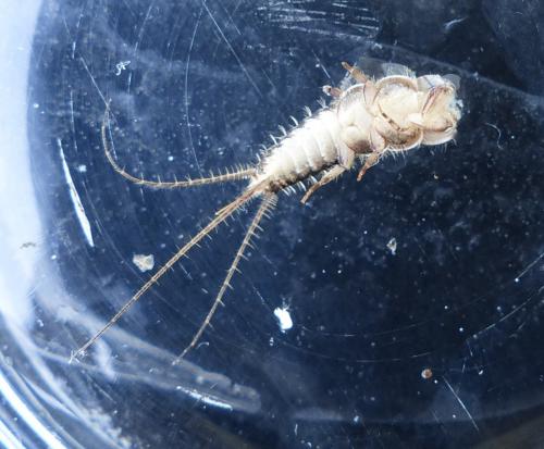 Réf. 194 104 : Ctenolepisma lineata