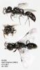 194837 – Photo : Arthropa - Benoit Martha – Suisse