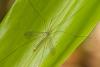 194189 – Photo : D. Martinez – Philippines
