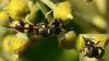 Eumeninae inconnu