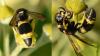 Eumeninae inconnu