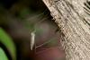 194692 – Photo : D. Martinez – Philippines