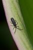 194693 – Photo : D. Martinez – Philippines