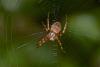 194781 – Photo : D. Martinez – Philippines