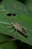 194985 – Photo : D. Martinez – Philippines