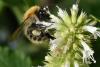 Bombus pascuorum