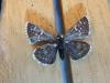 194062 – Photo : Limenitis78 – France (04)