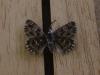 194113 – Photo : Limenitis78 – France (04)
