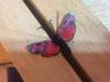 194230 – Photo : Limenitis78 – France (04)