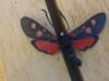 194231 – Photo : Limenitis78 – France (04)