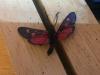 194232 – Photo : Limenitis78 – France (04)