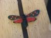194233 – Photo : Limenitis78 – France (04)